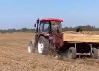 Potato Planting Plan Exceeded by 100.2% in Jewish Autonomous Region as Rains Halt Other Crops