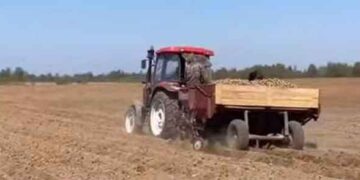 Potato Planting Plan Exceeded by 100.2% in Jewish Autonomous Region as Rains Halt Other Crops