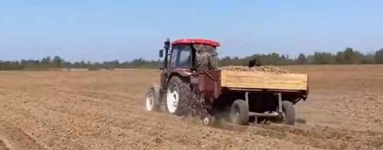 Potato Planting Plan Exceeded by 100.2% in Jewish Autonomous Region as Rains Halt Other Crops