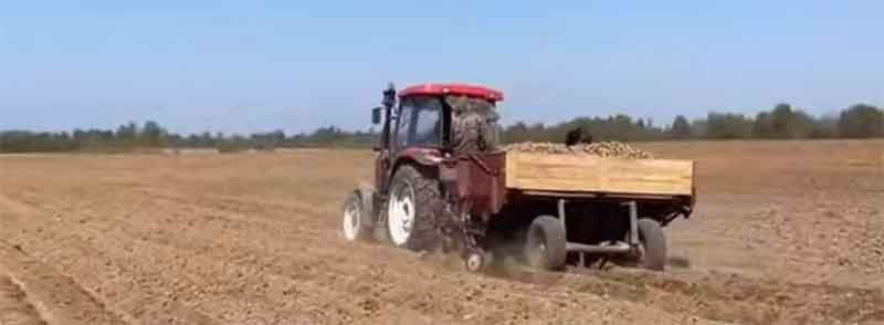Potato Planting Plan Exceeded by 100.2% in Jewish Autonomous Region as Rains Halt Other Crops
