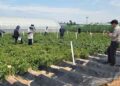 Jeonnam Agricultural Institute Develops New Domestic Potato Varieties to Combat Climate Change