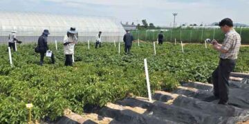 Jeonnam Agricultural Institute Develops New Domestic Potato Varieties to Combat Climate Change