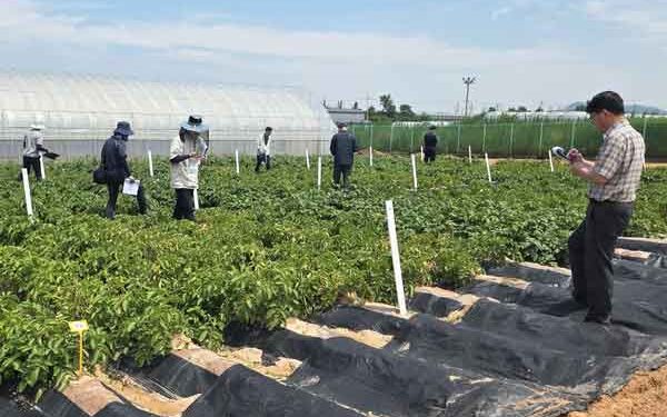 Jeonnam Agricultural Institute Develops New Domestic Potato Varieties to Combat Climate Change
