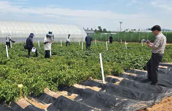 Jeonnam Agricultural Institute Develops New Domestic Potato Varieties to Combat Climate Change