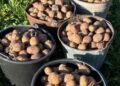 Kuzbass Farmer Pavel Bashmakov Doubles Potato Yield Using GPS and Autopilot Technology