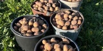 Kuzbass Farmer Pavel Bashmakov Doubles Potato Yield Using GPS and Autopilot Technology