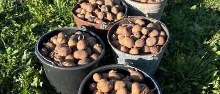 Kuzbass Farmer Pavel Bashmakov Doubles Potato Yield Using GPS and Autopilot Technology