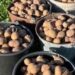 Kuzbass Farmer Pavel Bashmakov Doubles Potato Yield Using GPS and Autopilot Technology