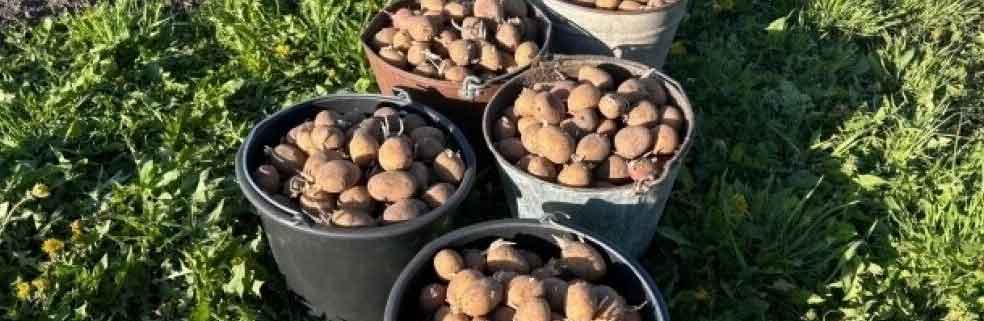 &nbsp;Petani Kuzbass, Pavel Bashmakov, Melipatgandakan Hasil Panen Kentang dengan Menggunakan Teknologi GPS dan Autopilot.