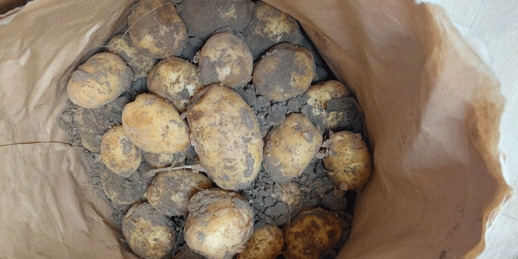 First New Harvest Potatoes Appear in Astrakhan Stores at 65–70 Rubles per Kilo