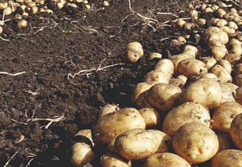Astrakhan Farmers Triple Young Potato Acreage Thanks to Government Grants