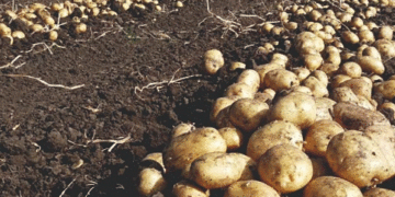 Astrakhan Farmers Triple Young Potato Acreage Thanks to Government Grants