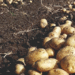 Astrakhan Farmers Triple Young Potato Acreage Thanks to Government Grants