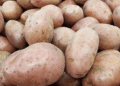Karelia to Devote 24,000 Hectares to Fodder Crops in 2026, with 1,500 Hectares for Potatoes and Vegetables