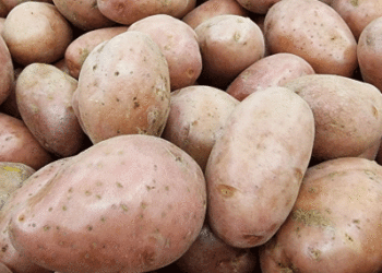Karelia to Devote 24,000 Hectares to Fodder Crops in 2026, with 1,500 Hectares for Potatoes and Vegetables