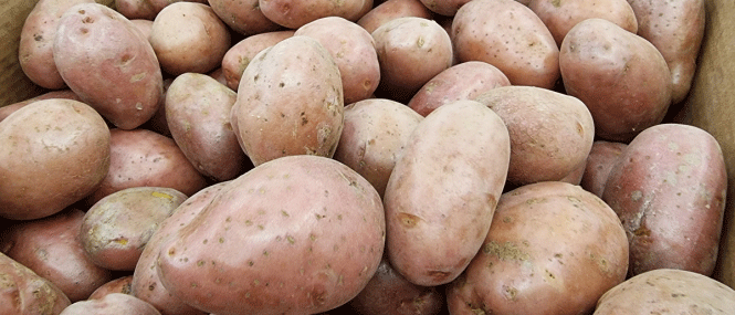 Karelia to Devote 24,000 Hectares to Fodder Crops in 2026, with 1,500 Hectares for Potatoes and Vegetables 38 Karelia to Devote 24,000 Hectares to Fodder Crops in 2026, with 1,500 Hectares for Potatoes and Vegetables