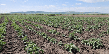 Potato Planting Area in Trans-Baikal Exceeds 2025 Levels by 5%