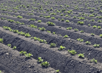 Kaliningrad Region to Plant Over 4,000 Hectares of Potatoes and 1,000 Hectares of Vegetables in 2026