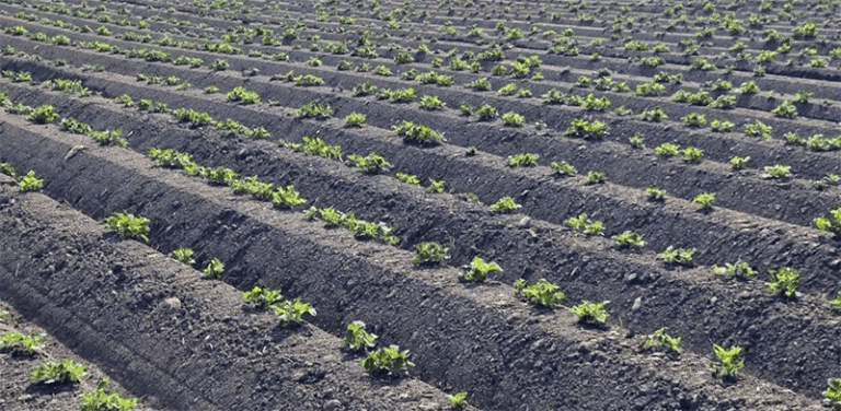Kaliningrad Region to Plant Over 4,000 Hectares of Potatoes and 1,000 Hectares of Vegetables in 2026 39 Kaliningrad Region to Plant Over 4,000 Hectares of Potatoes and 1,000 Hectares of Vegetables in 2026