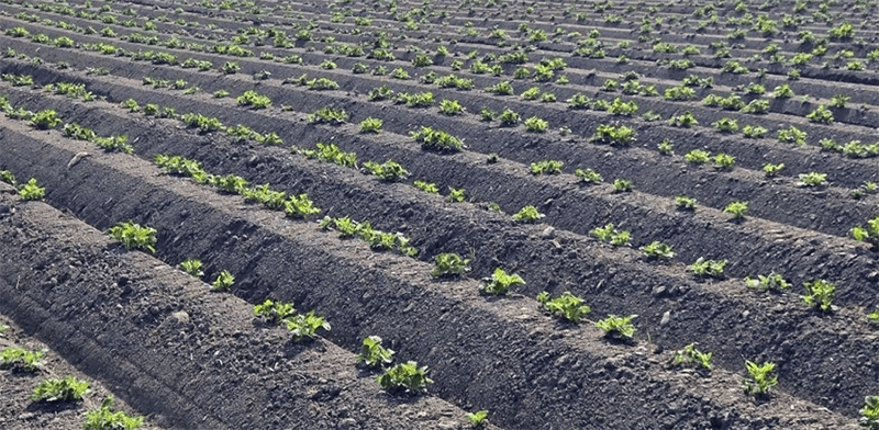 Kaliningrad Region to Plant Over 4,000 Hectares of Potatoes and 1,000 Hectares of Vegetables in 2026