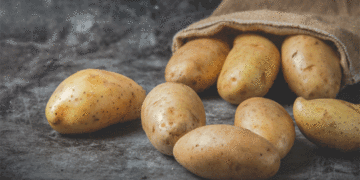 Record Import Substitution: Sakhalin Farmers Reach 93% Domestic Seed Potato Use in 2026