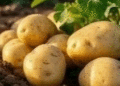 Vegetable Farms Complete Potato Planting: Area Reaches 710 Hectares Despite Weather Challenges
