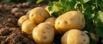 Vegetable Farms Complete Potato Planting: Area Reaches 710 Hectares Despite Weather Challenges