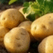 Vegetable Farms Complete Potato Planting: Area Reaches 710 Hectares Despite Weather Challenges