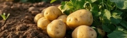 Vegetable Farms Complete Potato Planting: Area Reaches 710 Hectares Despite Weather Challenges 40 Vegetable Farms Complete Potato Planting: Area Reaches 710 Hectares Despite Weather Challenges