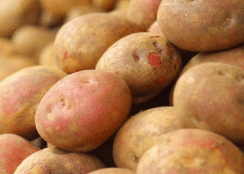 Potato Prices Drop Over 60% as Carrots Become the Only Winner in Russia’s “Borscht Set” Vegetable Market