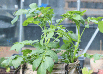 Potato Leaves Reveal Hundreds of Times Higher PFAS Levels Than Soil, Pointing to Airborne Contamination