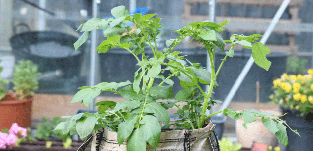 Potato Leaves Reveal Hundreds of Times Higher PFAS Levels Than Soil, Pointing to Airborne Contamination