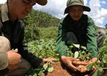 Japanese Sweet Potato Expands in Son Tay Thuong, Opening New Economic Opportunities for Farmers
