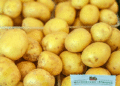 Early Season New Potatoes from Southern Regions Arrive at Moscow’s Farmer Markets