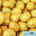 Early Season New Potatoes from Southern Regions Arrive at Moscow’s Farmer Markets