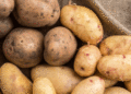 First Harvest of Young Potatoes from Southern Russia Arrives at Moscow Fairs