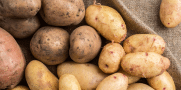 First Harvest of Young Potatoes from Southern Russia Arrives at Moscow Fairs