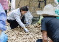 From Rainy Struggles to a Prosperous Harvest: How Potatoes Transformed a Mountain Village in Chun’an