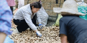 From Rainy Struggles to a Prosperous Harvest: How Potatoes Transformed a Mountain Village in Chun’an