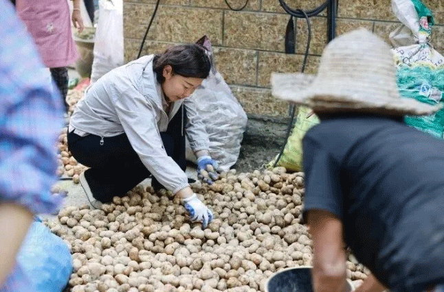 From Rainy Struggles to a Prosperous Harvest: How Potatoes Transformed a Mountain Village in Chun'an 6 From Rainy Struggles to a Prosperous Harvest: How Potatoes Transformed a Mountain Village in Chun’an