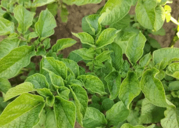 Three Stages of Hilling Potatoes: Biologist’s Tips for a Bumper Harvest