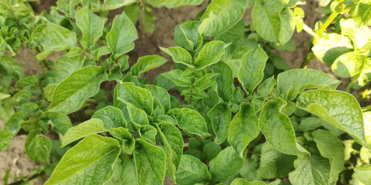 Three Stages of Hilling Potatoes: Biologist’s Tips for a Bumper Harvest