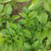 Three Stages of Hilling Potatoes: Biologist’s Tips for a Bumper Harvest