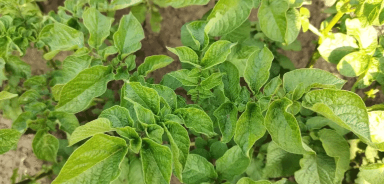 Three Stages of Hilling Potatoes: Biologist’s Tips for a Bumper Harvest