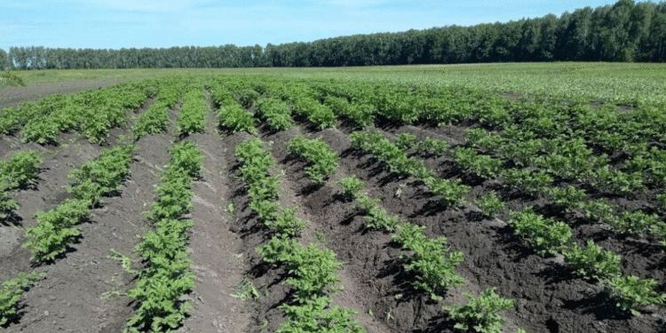 Bryansk Agricultural University Scientists Begin Potato Variety Evaluation as Part of Ministry’s Predictive Breeding Project