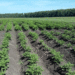 Bryansk Agricultural University Scientists Begin Potato Variety Evaluation as Part of Ministry’s Predictive Breeding Project