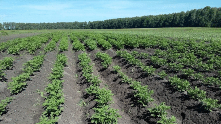 Bryansk Agricultural University Scientists Begin Potato Variety Evaluation as Part of Ministry's Predictive Breeding Project 37 Bryansk Agricultural University Scientists Begin Potato Variety Evaluation as Part of Ministry’s Predictive Breeding Project