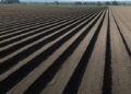 Potato Plunge: Novosibirsk Farmers Slash Plantings by 26% as Prices Collapse 69.6%