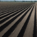 Potato Plunge: Novosibirsk Farmers Slash Plantings by 26% as Prices Collapse 69.6%