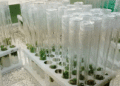 Rosselkhoztsentr Plants 22,000 Virus-Free Potato Microplants in Greenhouse Complex to Produce Over 100,000 Minitubers